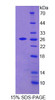 Human Recombinant Amyloid Beta Precursor Like Protein 2 (APLP2)