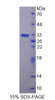 Mouse Recombinant Torsin 1B (TOR1B)