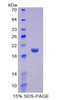 Mouse Recombinant Interferon Alpha 13 (IFNa13)