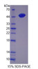 Mouse Recombinant Alpha-Tocopherol Transfer Protein (TTPa)