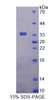 Human Recombinant Triosephosphate Isomerase 1 (TPI1)