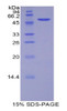 Rat Recombinant Transcription Factor A, Mitochondrial (TFAM)