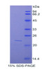 Mouse Recombinant Sulfite Oxidase (SUOX)