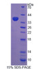 Rat Recombinant Signal Transducing Adaptor Protein 1 (STAP1)