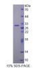 Human Recombinant SRSF Protein Kinase 2 (SRPK2)