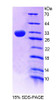 Mouse Recombinant Sepiapterin Reductase (SPR)