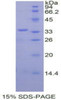 Mouse Recombinant Serine Peptidase Inhibitor Kazal Type 5 (SPINK5)