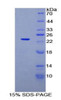 Rat Recombinant Signaling Threshold Regulating Transmembrane Adaptor 1 (SIT1)