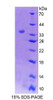 Mouse Recombinant Reticulocalbin 2 (RCN2)