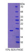 Human Recombinant RalA Binding Protein 1 (RALBP1)