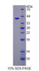 Human Recombinant Glutaminyl Peptide Cyclotransferase (QPCT)