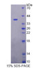 Human Recombinant Pituitary Tumor Transforming 1 Interacting Protein (PTTG1IP)