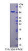 Human Recombinant Protamine 2 (PRM2)