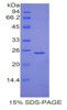 Mouse Recombinant Peroxisome Proliferator Activated Receptor Gamma Coactivator 1 Alpha (PPARgC1a)