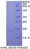 Rat Recombinant Periostin (POSTN)