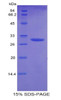 Mouse Recombinant Plastin 3 (PLS3)