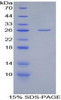 Rat Recombinant Latexin (LXN)