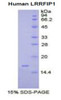 Human Recombinant Leucine Rich Repeat In FLII Interacting Protein 1 (LRRFIP1)