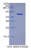 Human Recombinant Liver Expressed Antimicrobial Peptide 2 (LEAP2)