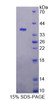 Rat Recombinant Kynurenine-3-Monooxygenase (KMO)