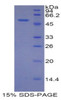 Mouse Recombinant Isocitrate Dehydrogenase 1, Soluble (IDH1)