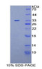 Human Recombinant Pleckstrin Homology Domain Containing Family A, Member 1 (PLEKHA1)