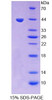 Human Recombinant Heparan Sulfate-2-O-Sulfotransferase 1 (HS2ST1)