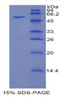 Mouse Recombinant Hepatocyte Growth Factor Activator (HGFAC)
