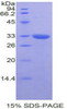 Human Recombinant GRB2 Related Adaptor Protein 2 (GRAP2)
