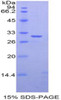 Rat Recombinant GRB2 Related Adaptor Protein 2 (GRAP2)