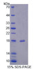 Human Recombinant Fission 1 (FIS1)