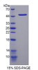 Mouse Recombinant DNA Damage Inducible Transcript 3 (DDIT3)