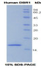 Human Recombinant Debranching Enzyme Homolog 1 (DBR1)