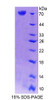 Mouse Recombinant Cartilage Associated Protein (CRTAP)