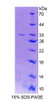 Rat Recombinant Lactase (LCT)