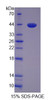 Human Recombinant LIM Domain Binding Protein 1 (LDB1)