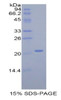 Rat Recombinant Actin Related Protein 2/3 Complex Subunit 4 (ARPC4)