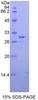 Human Recombinant GLI Family Zinc Finger Protein 3 (GLI3)