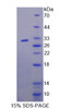 Human Recombinant F-Box And WD Repeat Domain Containing Protein 7 (FBXW7)