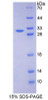 Mouse Recombinant DNA Repair Protein RAD50 (RAD50)