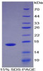 Human Recombinant A Disintegrin And Metalloproteinase With Thrombospondin 4 (ADAMTS4)