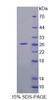 Human Recombinant A Disintegrin And Metalloproteinase With Thrombospondin 9 (ADAMTS9)