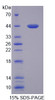 Human Recombinant A Disintegrin And Metalloproteinase With Thrombospondin 10 (ADAMTS10)