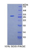 Human Recombinant Nucleotide Binding Oligomerization Domain Containing Protein 1 (NOD1)