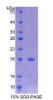 Rat Recombinant Transmembrane Protein 27 (TMEM27)