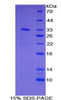 Human Recombinant GRB2 Associated Binding Protein 1 (GAB1)