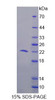 Human Recombinant Programmed Cell Death Protein 6 (PDCD6)