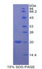 Dog Recombinant B-Cell CLL/Lymphoma 2 Like Protein 2 (Bcl2L2)