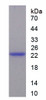 Mouse Recombinant Brother Of CDO Homolog (BOC)