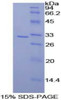 Rat Recombinant CD2 Associated Protein (CD2AP)
